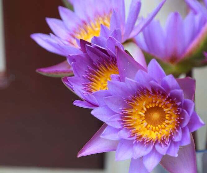 פנסיון Villa Gaetano Unawatuna