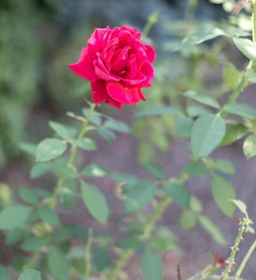 膳宿费 Camere Da Kico