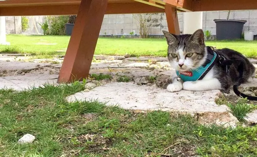 ペンション Minshuku Yadokari