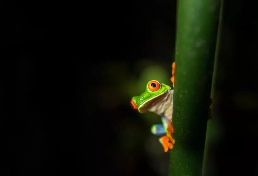 ホテル Catarata Río Celeste