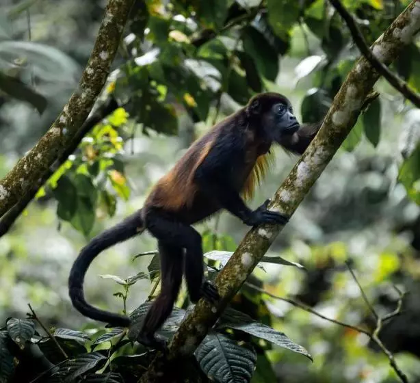 ホテル Catarata Río Celeste