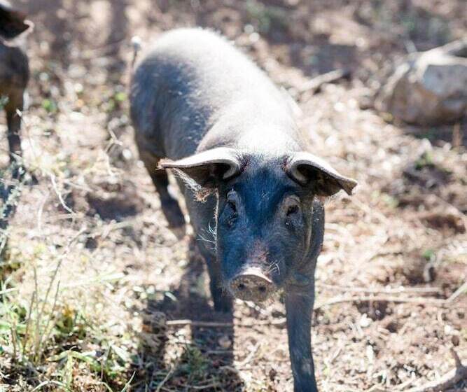 Пансион Finca Es Cabàs