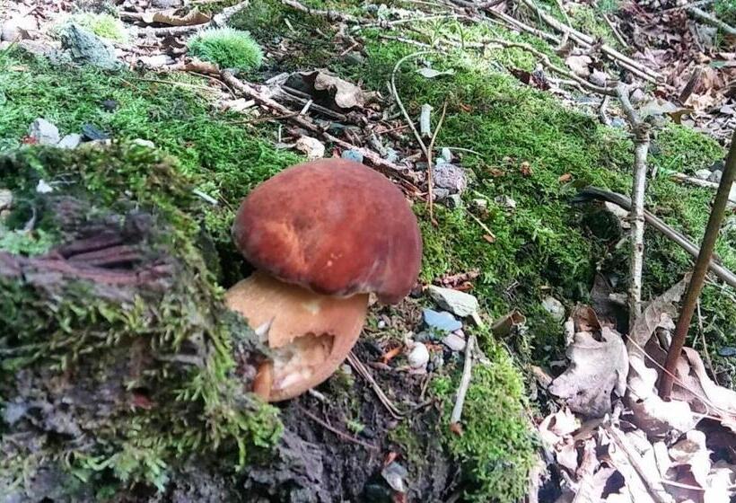 Pensão Hostal Ekaitza