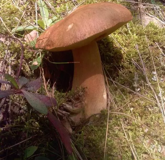 پانسیون Hostal Ekaitza