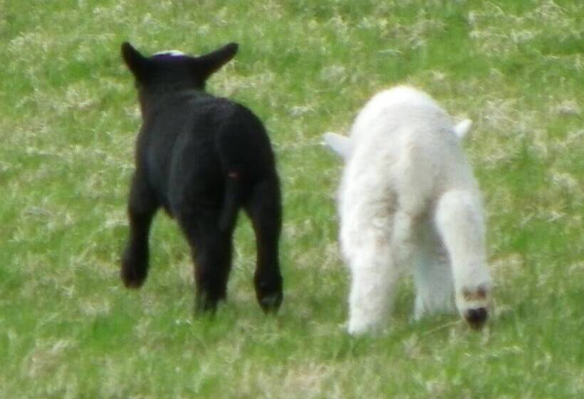 פנסיון Monravon Guest House