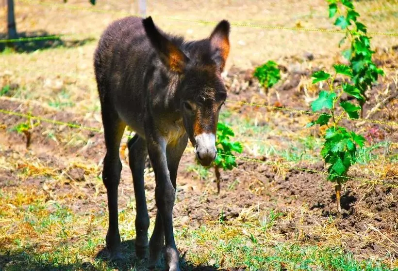 Retkeilymaja Domaine Pozzo Di Mastri