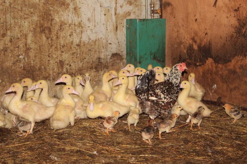 ホテル Agriturismo Mazzeracca