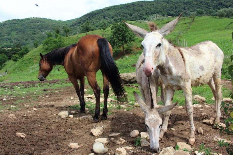 ホテル Agriturismo Mazzeracca