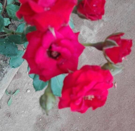 Pension The Rock Face