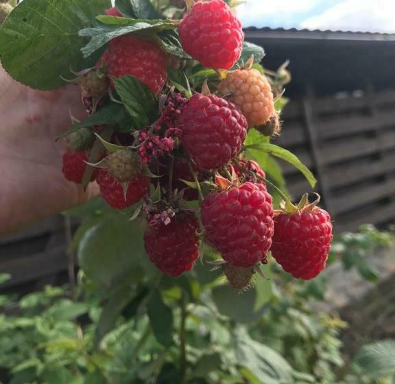 펜션 Vila Old Cars