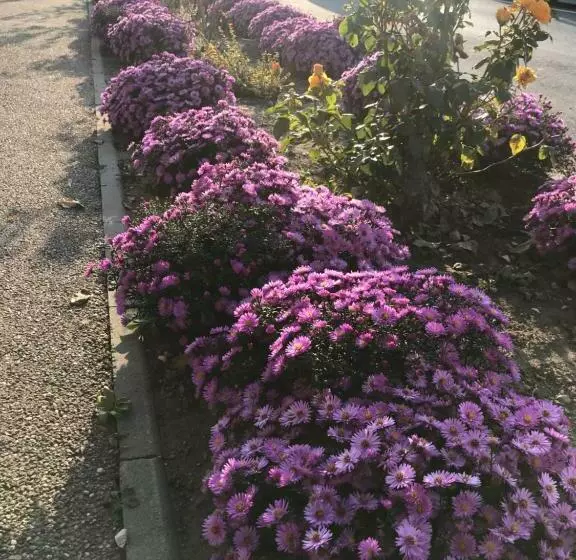 ペンション Vila Old Cars