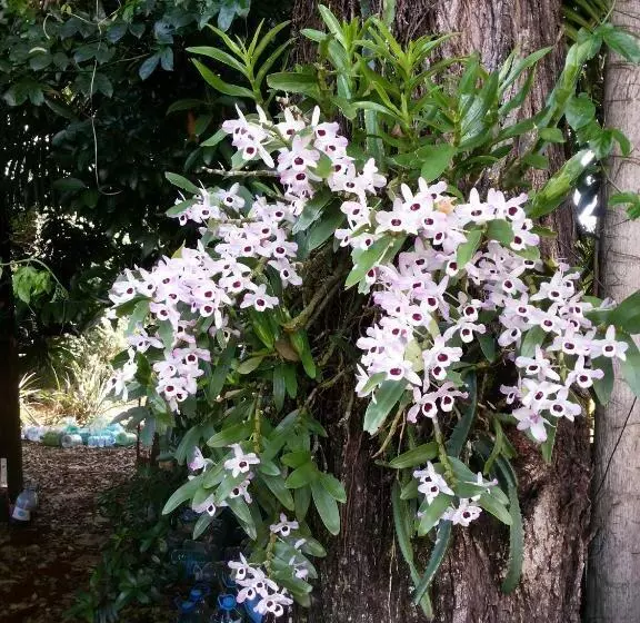 ペンション Pousada Catarina