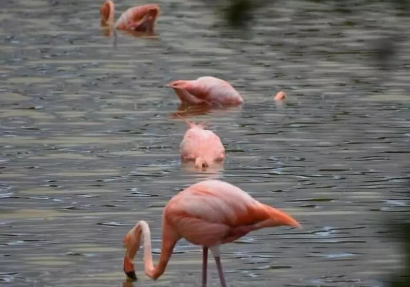 Majatalo Hostal Muro De Las Lagrimas With High Speed Internet Starlink