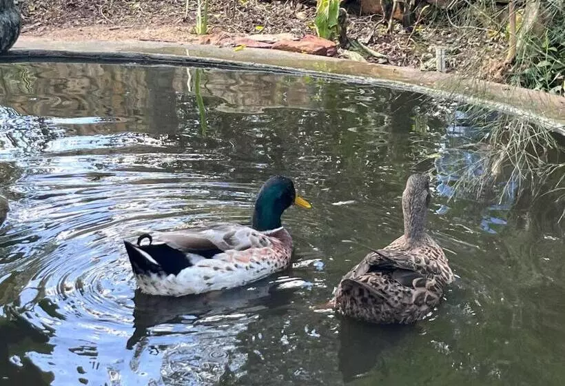 Majatalo 35 On Basil