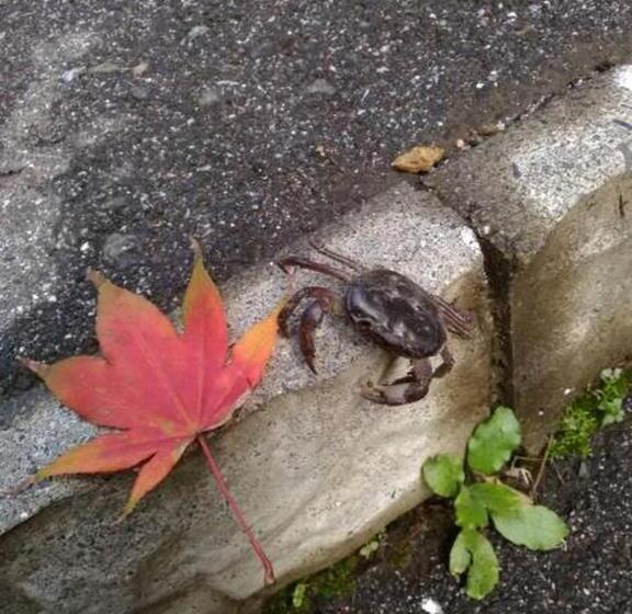 ペンション Chambre Dhote Tatami