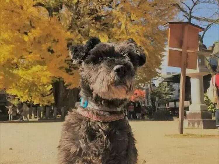 Pensiune Guesthouse Daruma   Hostel