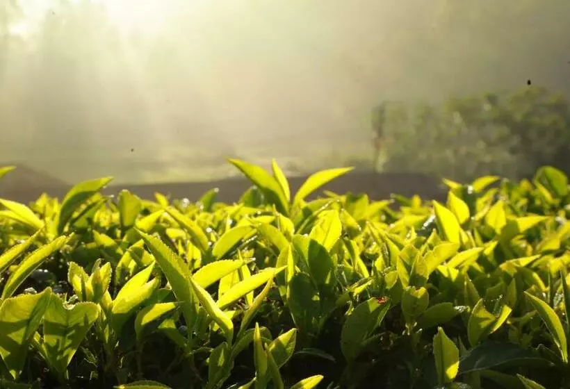 ホテル Casa Montana Munnar