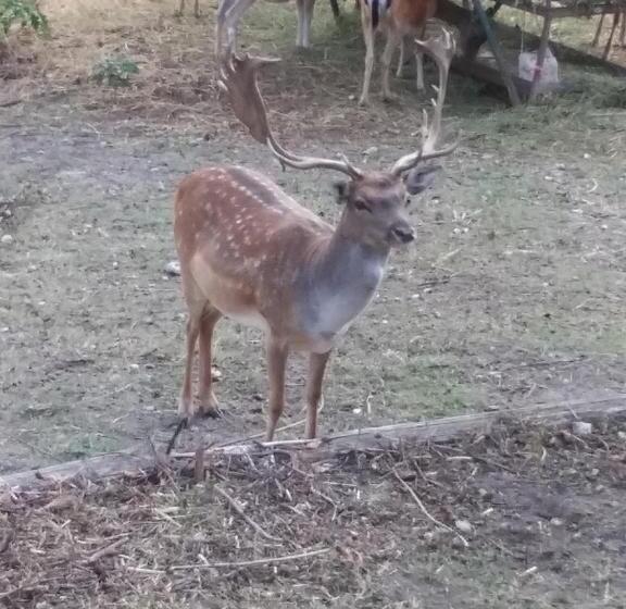 B&b La Casa Del Daino