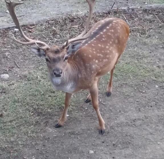 B&b La Casa Del Daino