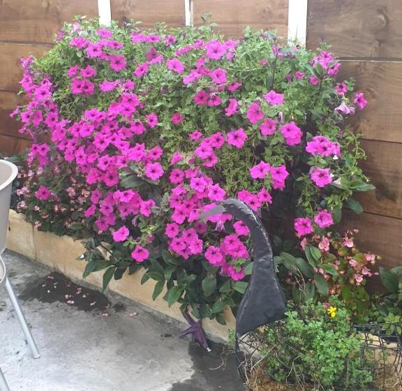 הוסטל Hospedería Foramontanos