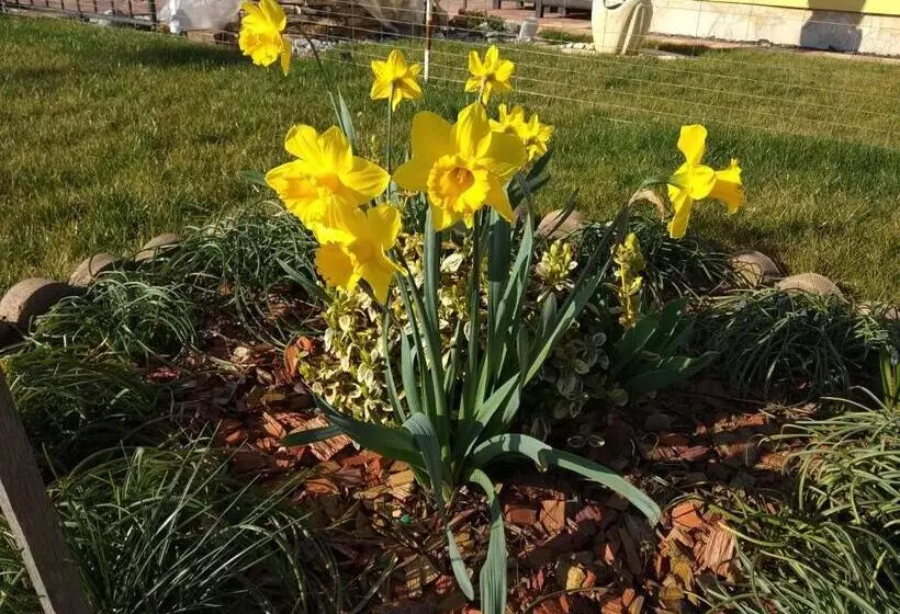 Majatalo Tulipán Apartmanház