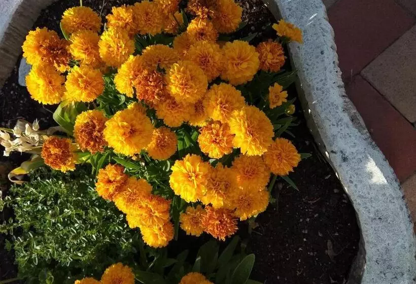 Majatalo Tulipán Apartmanház