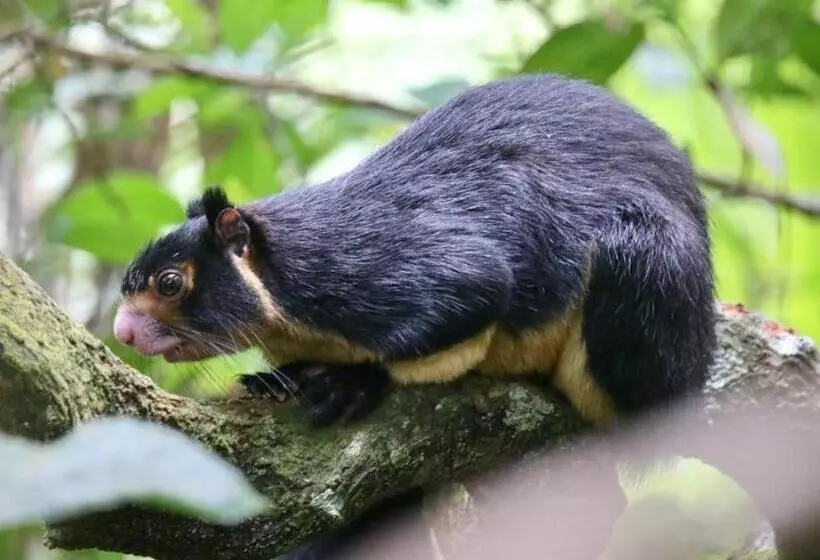 Retkeilymaja Rainforest Holiday Inn