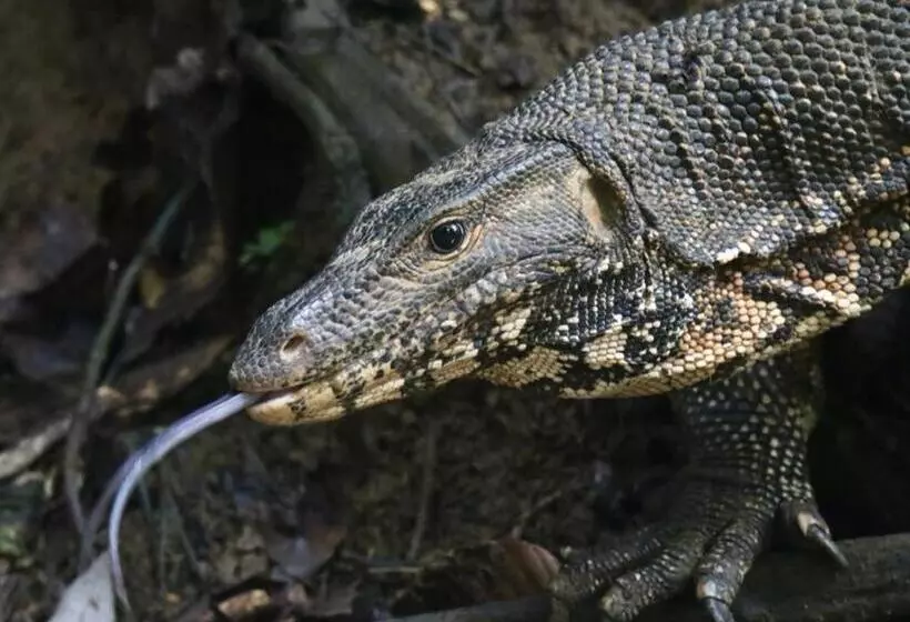 Retkeilymaja Rainforest Holiday Inn