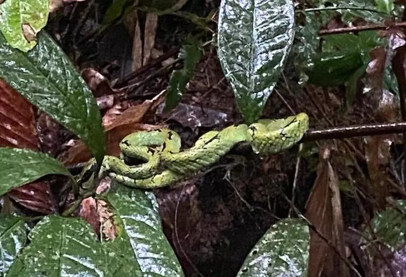 Retkeilymaja Rainforest Holiday Inn