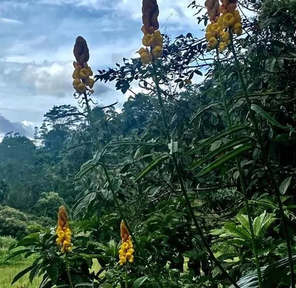 Retkeilymaja Rainforest Holiday Inn