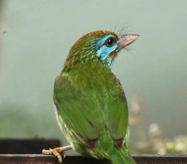 Retkeilymaja Rainforest Holiday Inn