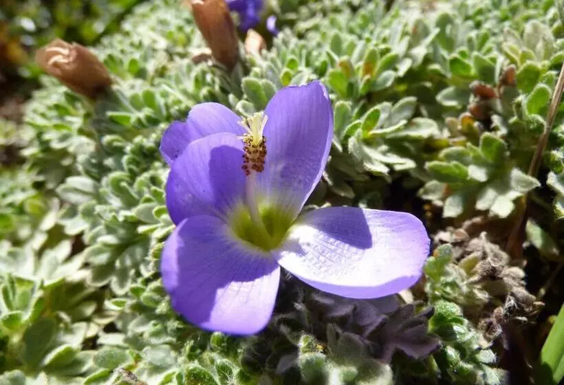 Hotelli Sol De Piedra