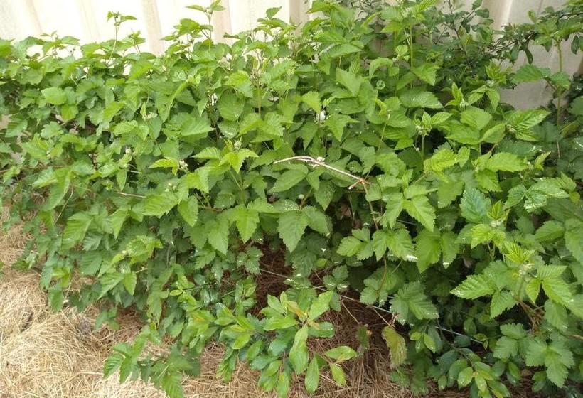 مبيت وإفطار Elevage Du Plec