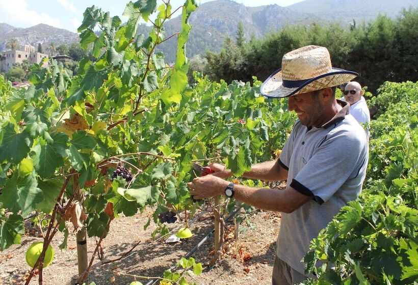 Albergue Bellapais Gardens