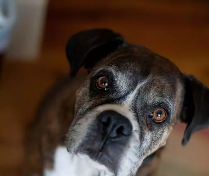 Aamiaismajoitus (B&B) Hopkins Ordinary Bed, Breakfast And Ale Works