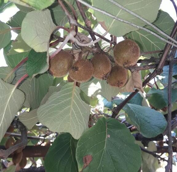 پانسیون House Dea Dea