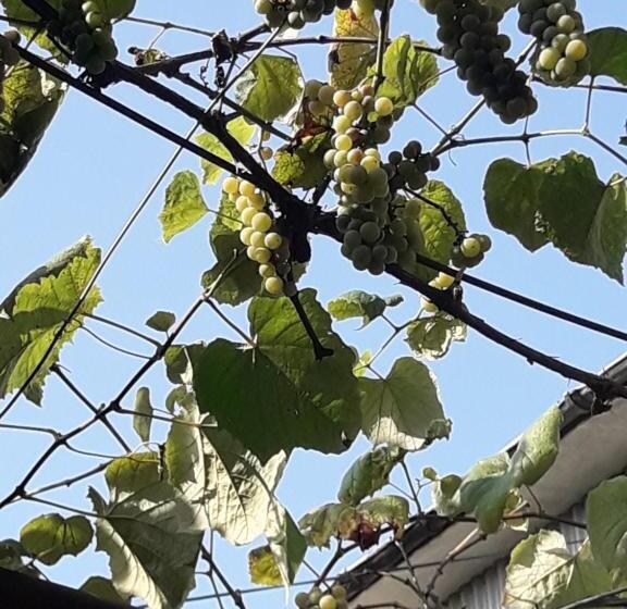 پانسیون House Dea Dea