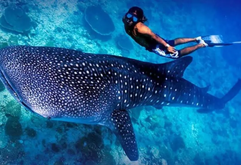 پانسیون Addu Scuba Dive