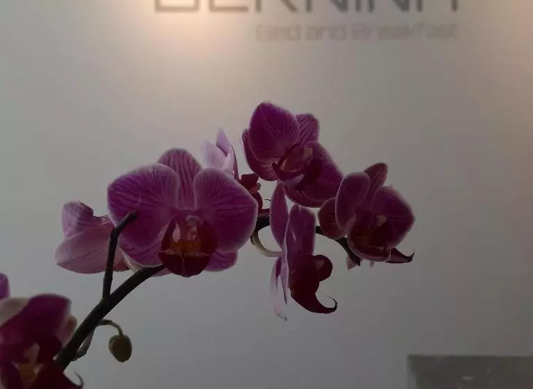 Bernina Bed And Breakfast