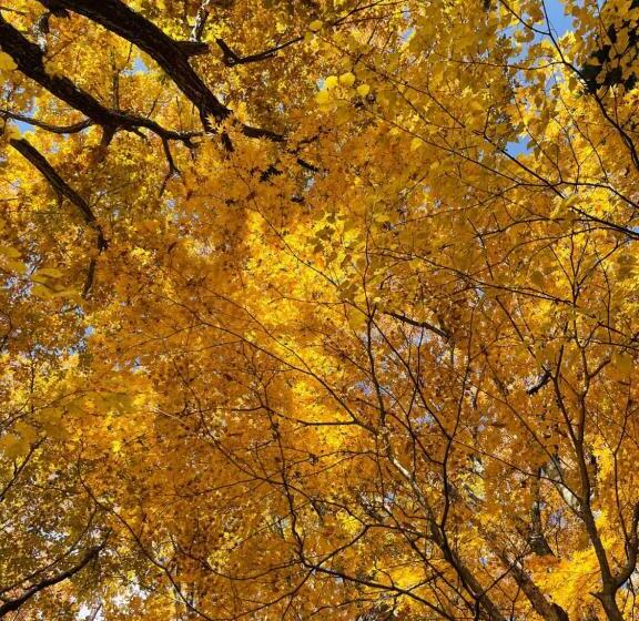 Ryokan 宿屋白金家 Yadoya Shiroganeya 1日1組限定2名から8名様まで 全館貸切り 伝統的建造物の旅籠宿 Traditional Culture Experience