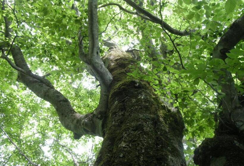 Ryokan 宿屋白金家 Yadoya Shiroganeya 1日1組限定2名から8名様まで 全館貸切り 伝統的建造物の旅籠宿 Traditional Culture Experience