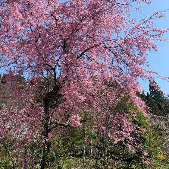 Ryokan 宿屋白金家 Yadoya Shiroganeya 1日1組限定2名から8名様まで 全館貸切り 伝統的建造物の旅籠宿 Traditional Culture Experience