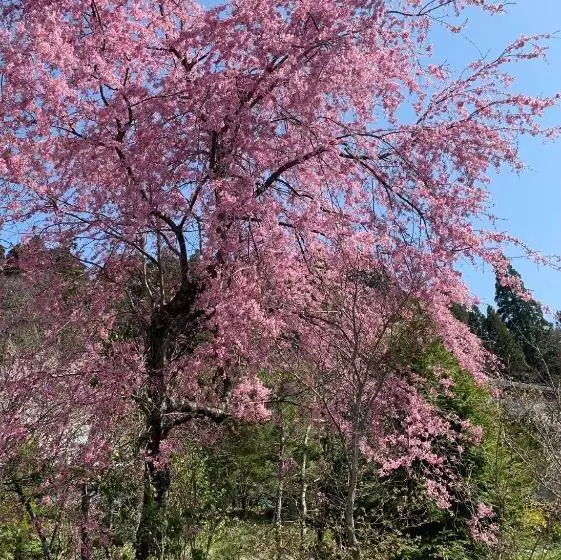 旅館 宿屋白金家 Yadoya Shiroganeya 1日1組限定2名から8名様まで 全館貸切り 伝統的建造物の旅籠宿 Traditional Culture Experience