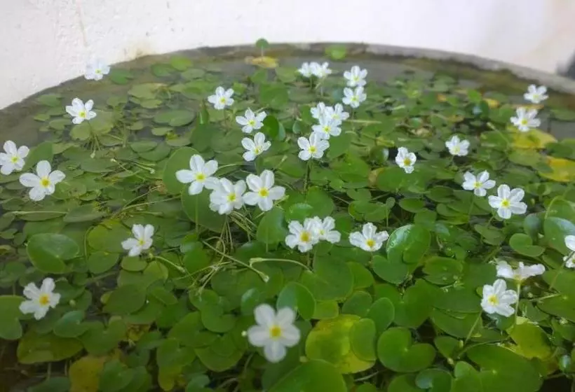 ペンション Augusto @ Midigama