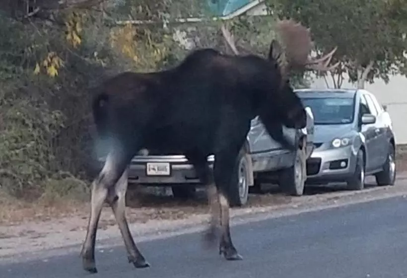 Aamiaismajoitus (B&B) Copperline Lodge