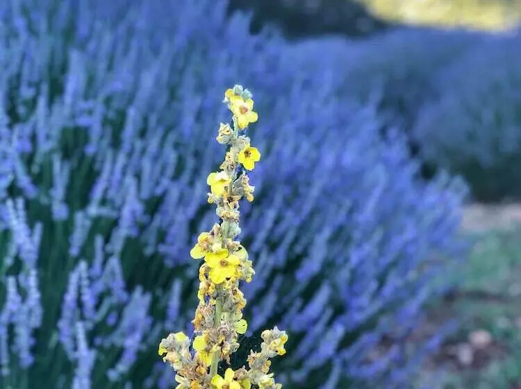 هتل Aliya Konak   Köy Evi Ve Lezzetleri