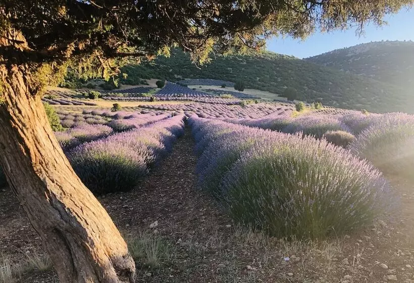 هتل Aliya Konak   Köy Evi Ve Lezzetleri