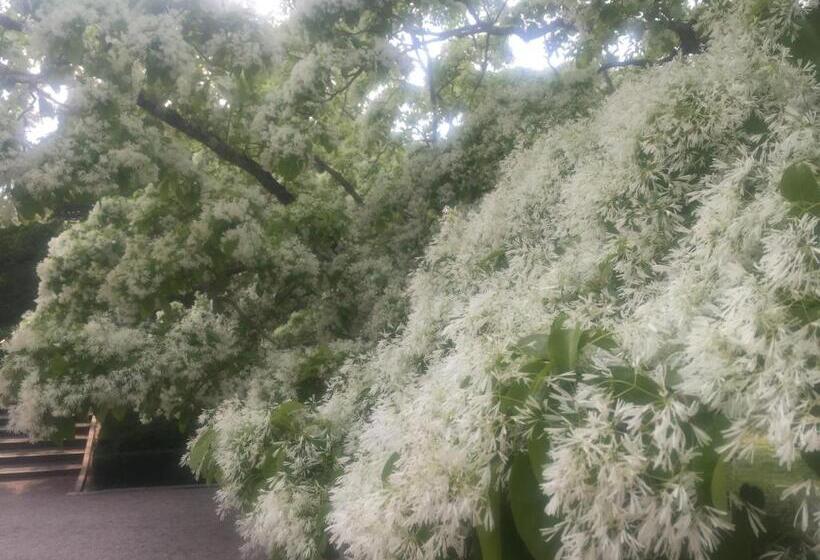 بنسيون Guest House Daisho Oshiro Asobi