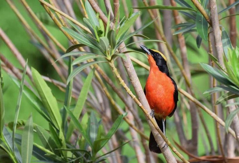 Hotel Les Manguiers De Guéréo