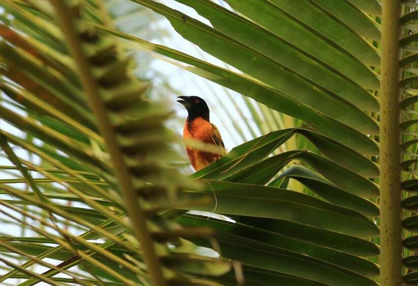 Hotel Les Manguiers De Guéréo